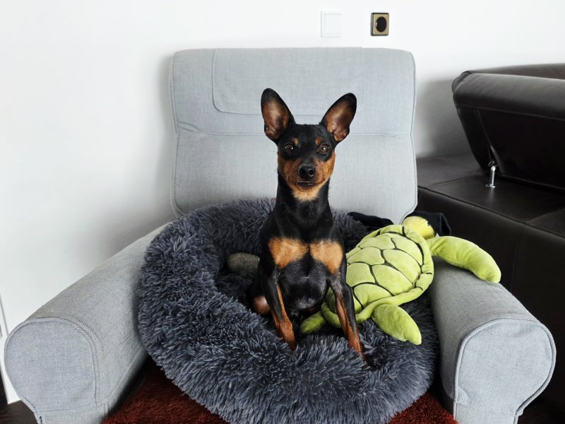 Prince z Klanu Lobuzow