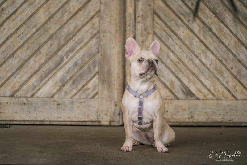 Karis Ohana vom Bruchtal