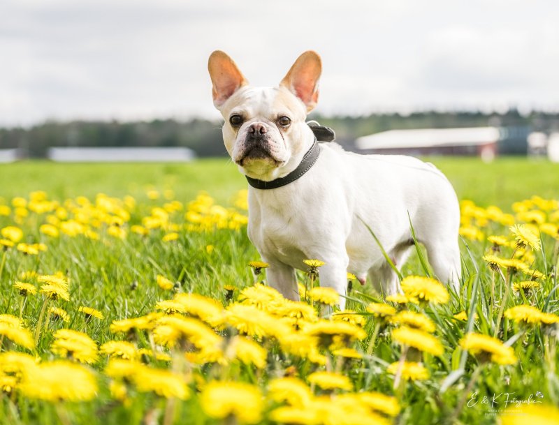 Candy Morningstar of Brilliant Bulldog