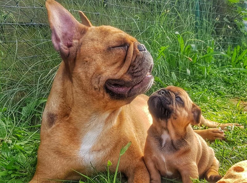 Leilani of Royal Magic